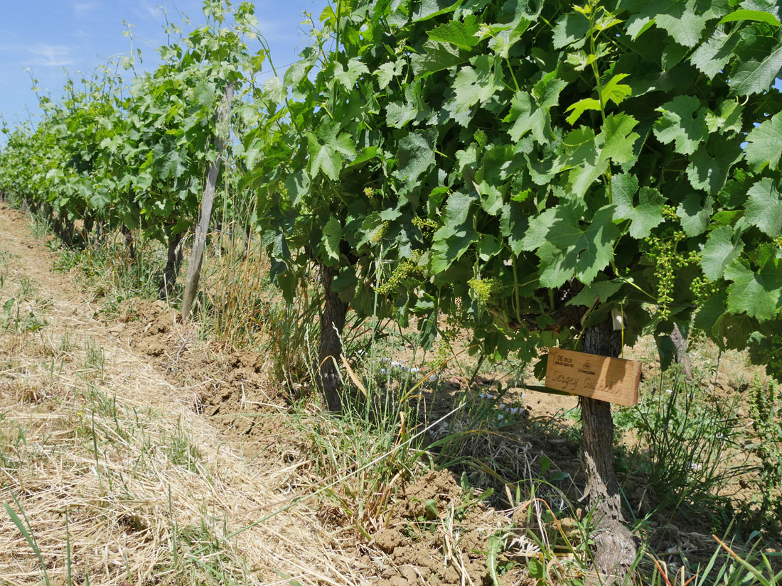 Виноградник на урожай